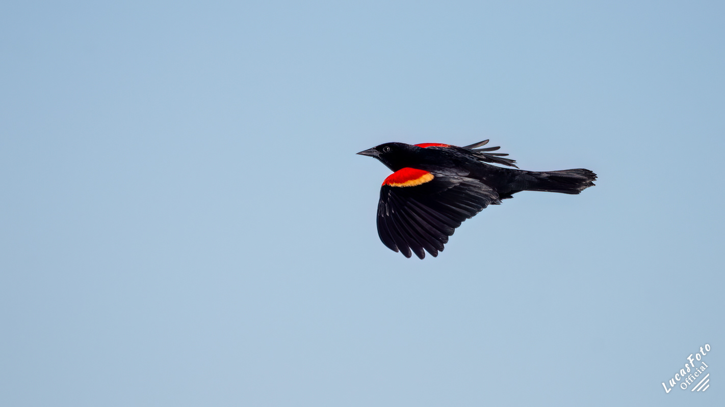 Red-winged Blackbird