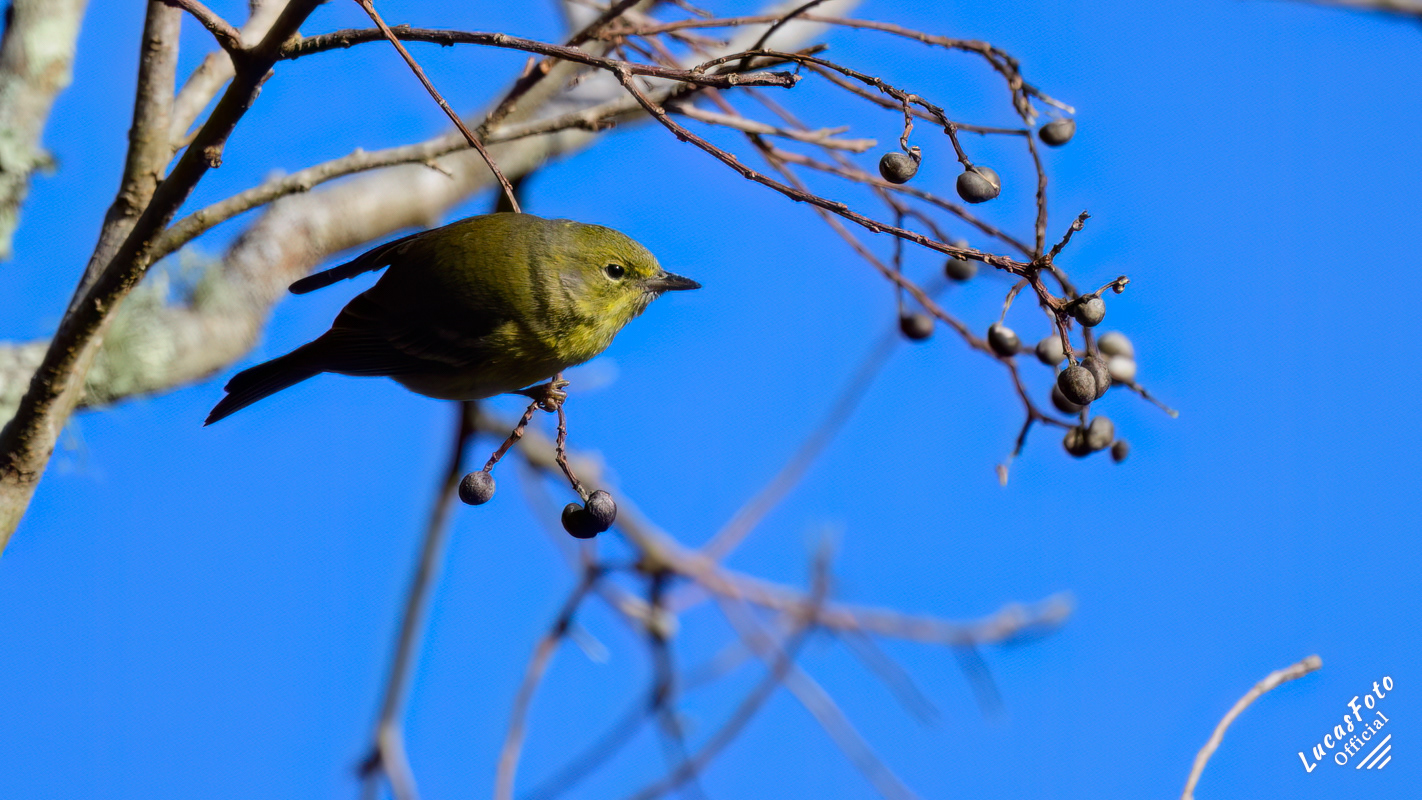 Pine Warbler
