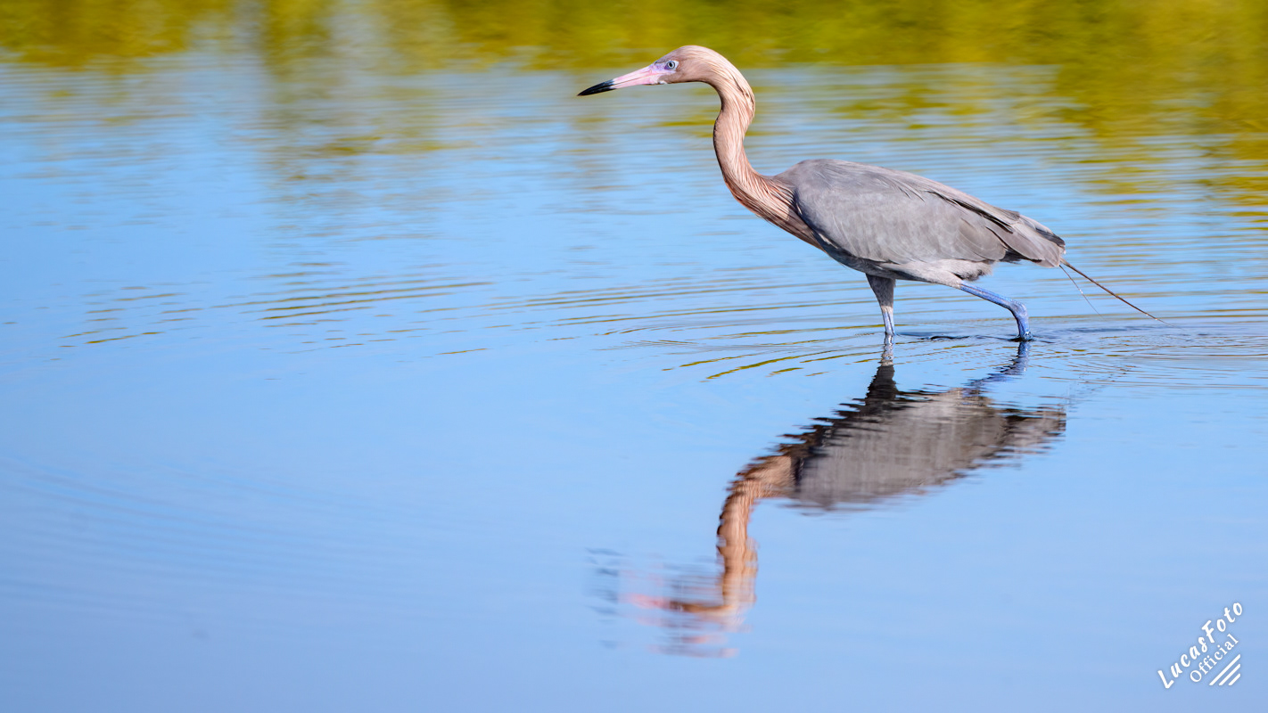 Reddish Egret