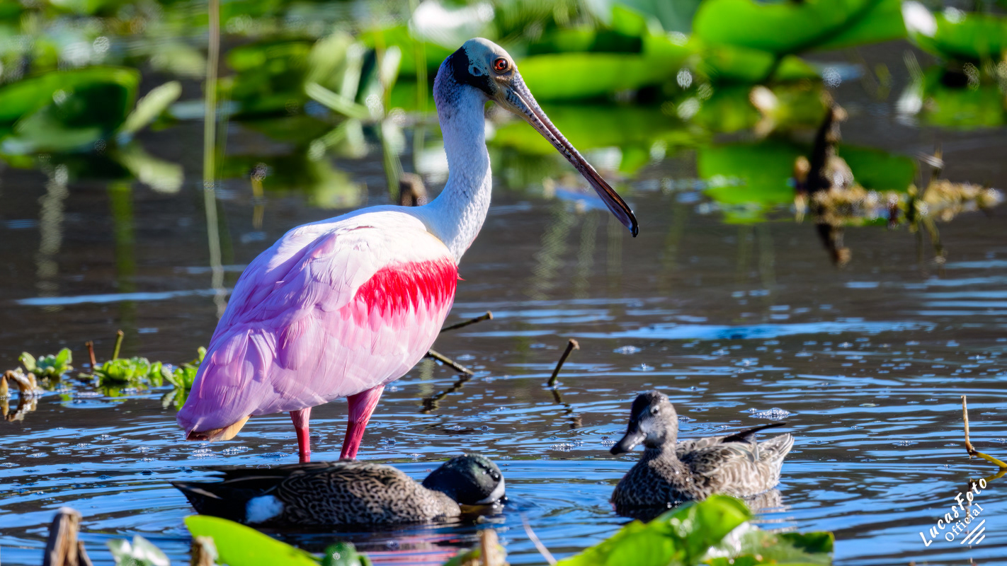 Roseate Spoonbill / Blue-winged Teal