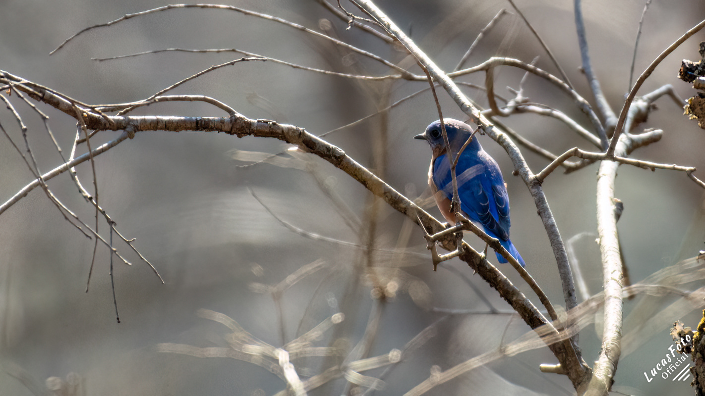 Eastern Bluebird