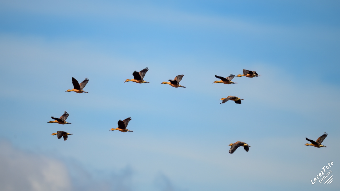 Fulvous Whistling-Duck