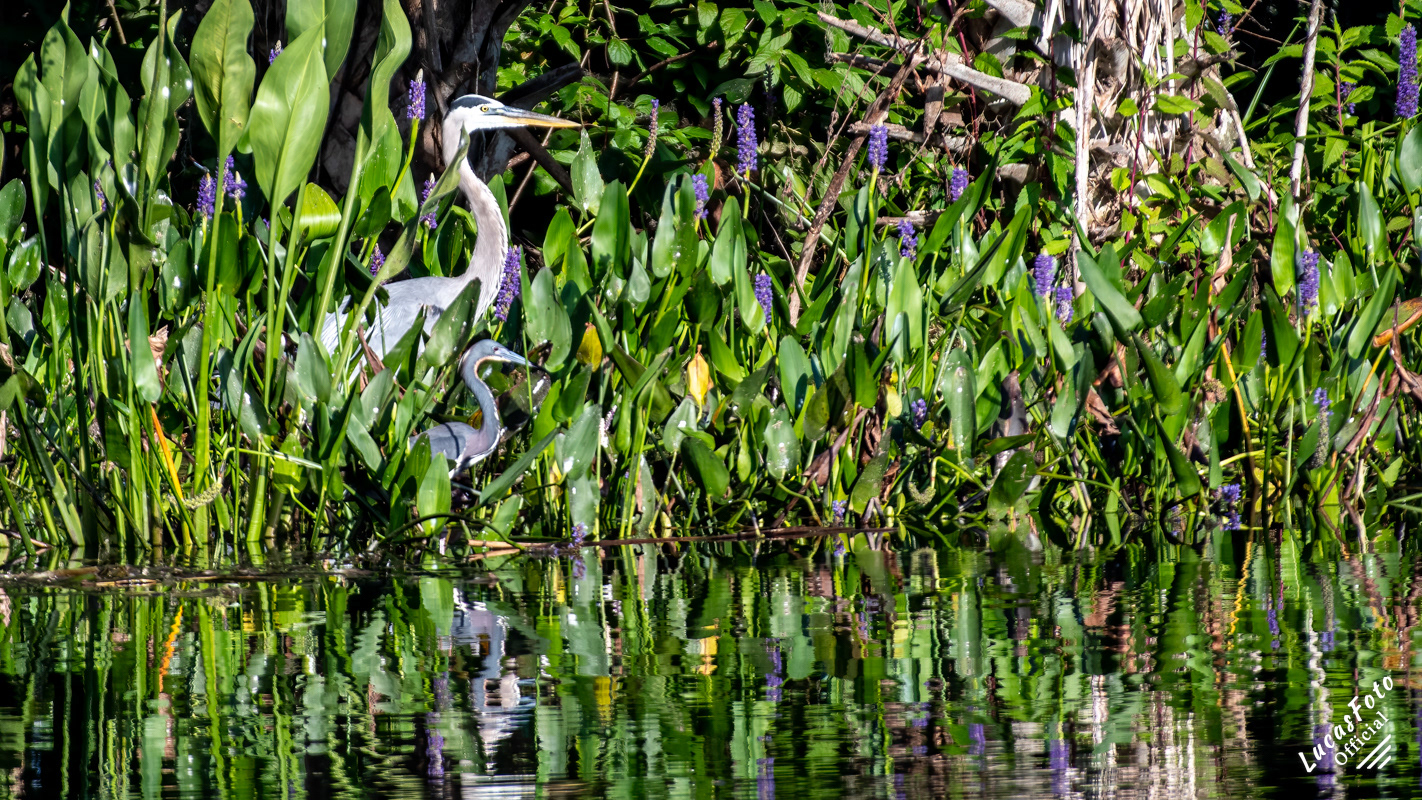 Great Blue Heron / Tricolored Heron