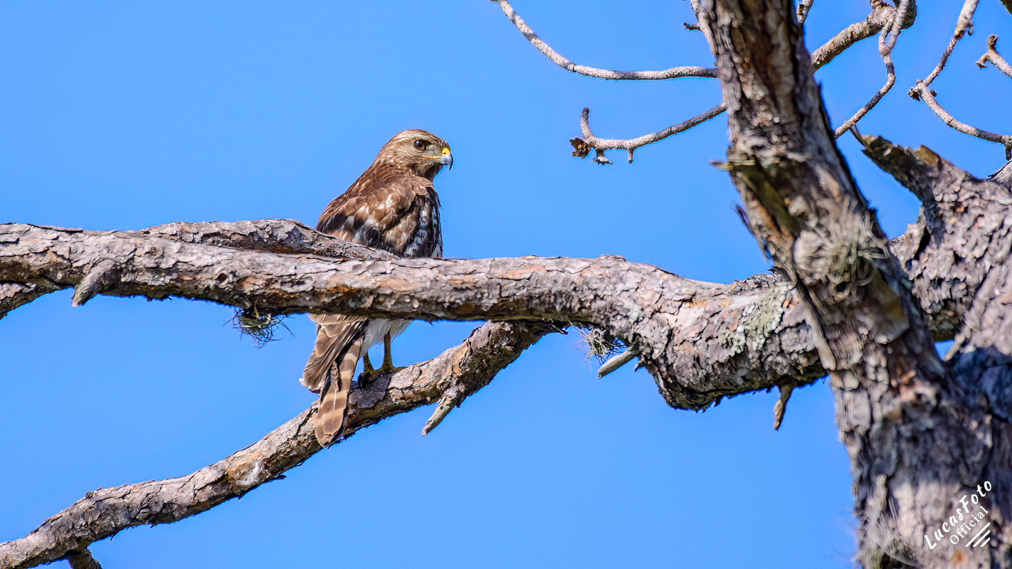 Red-shouldered Hawk