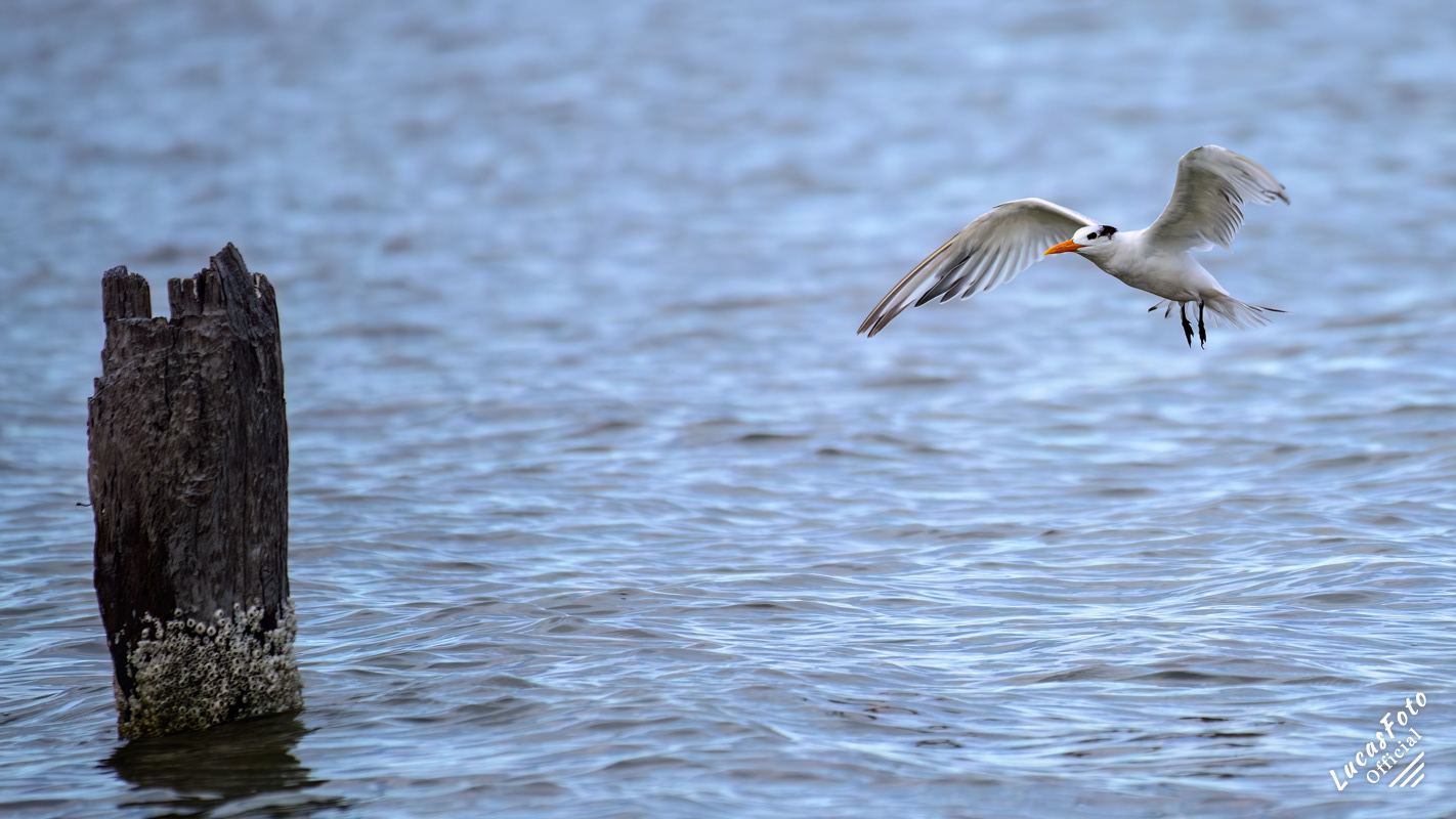 Royal Tern
