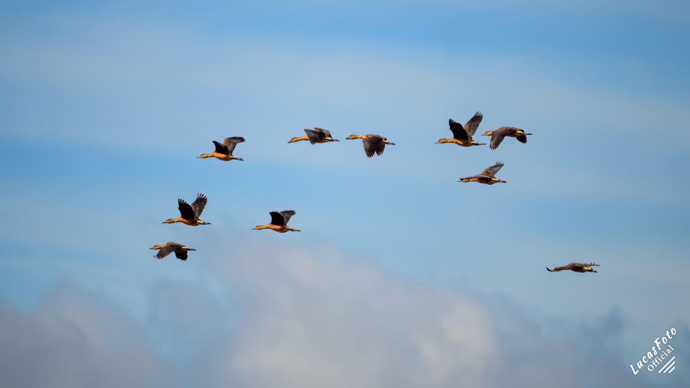 Fulvous Whistling-Duck