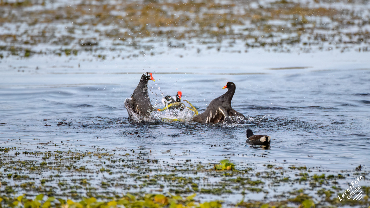 Common Gallinule