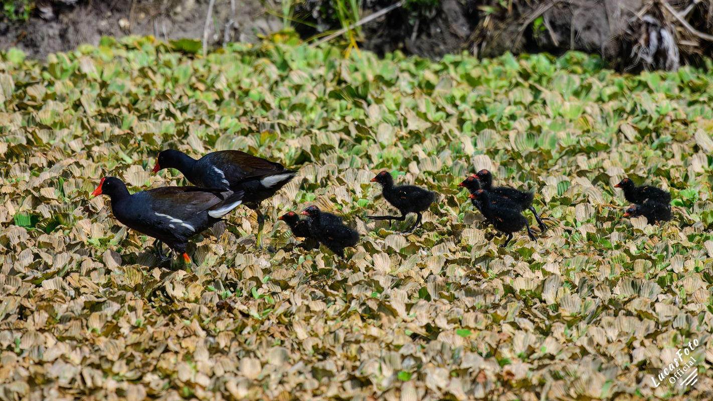Common Gallinule
