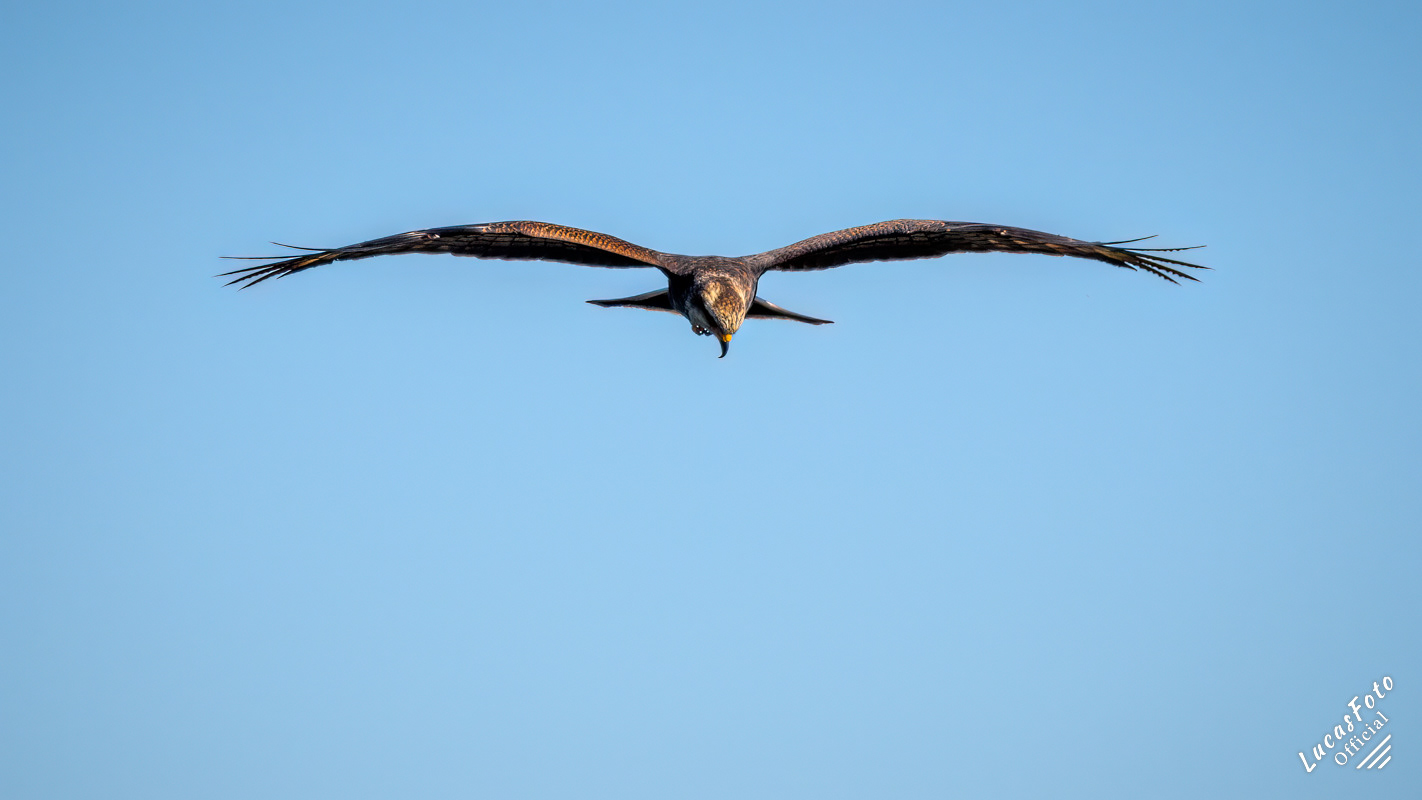 Snail Kite