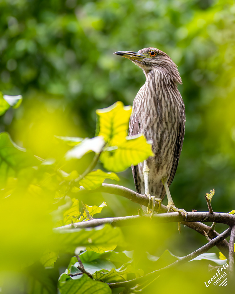 Black-crowned Night Heron