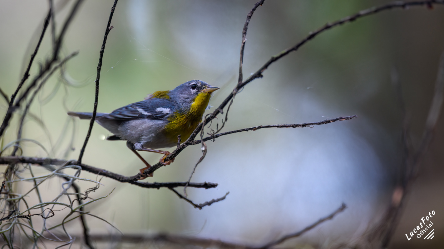 Northern Parula