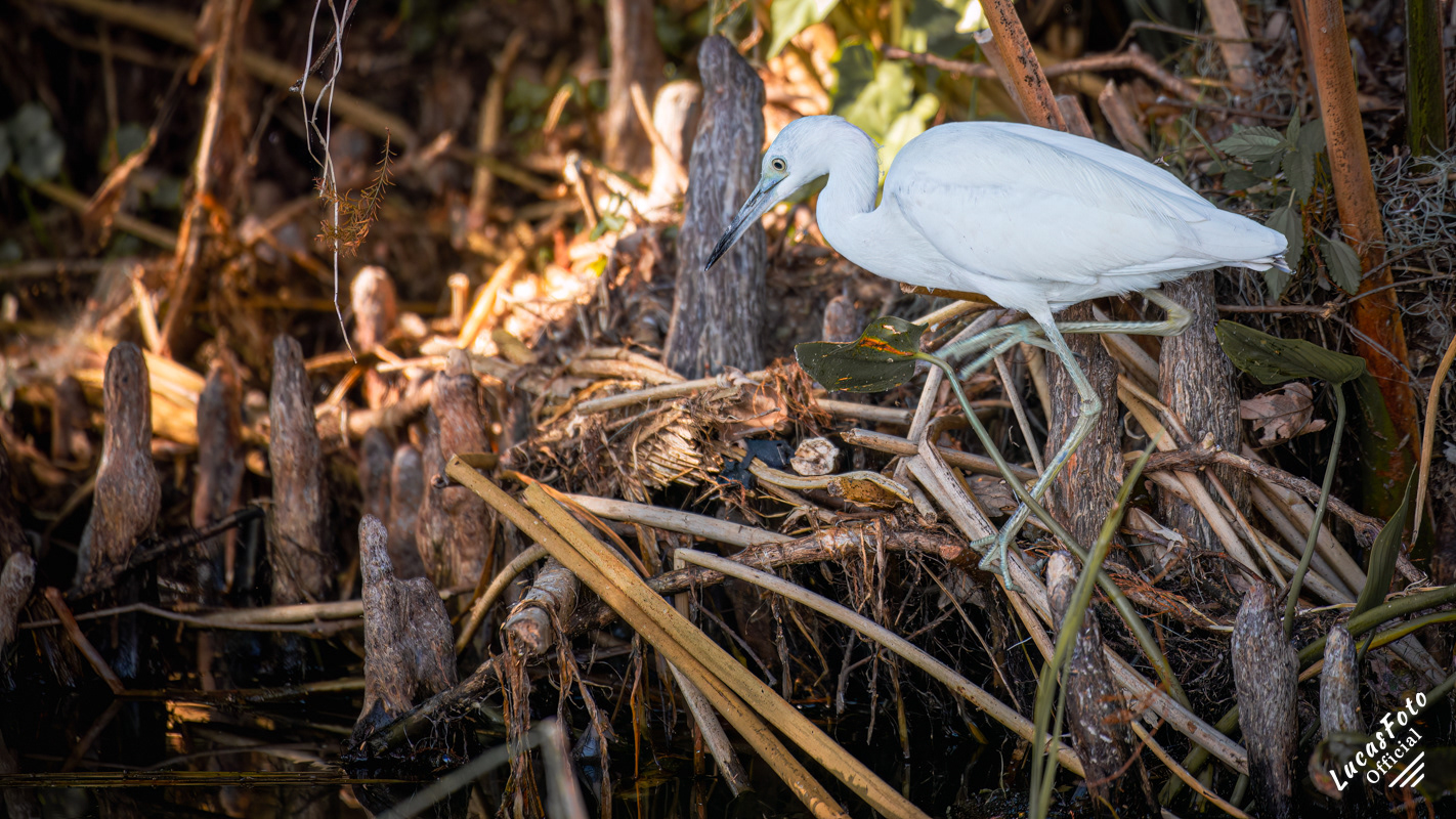 Juvenile Little Blue Heron