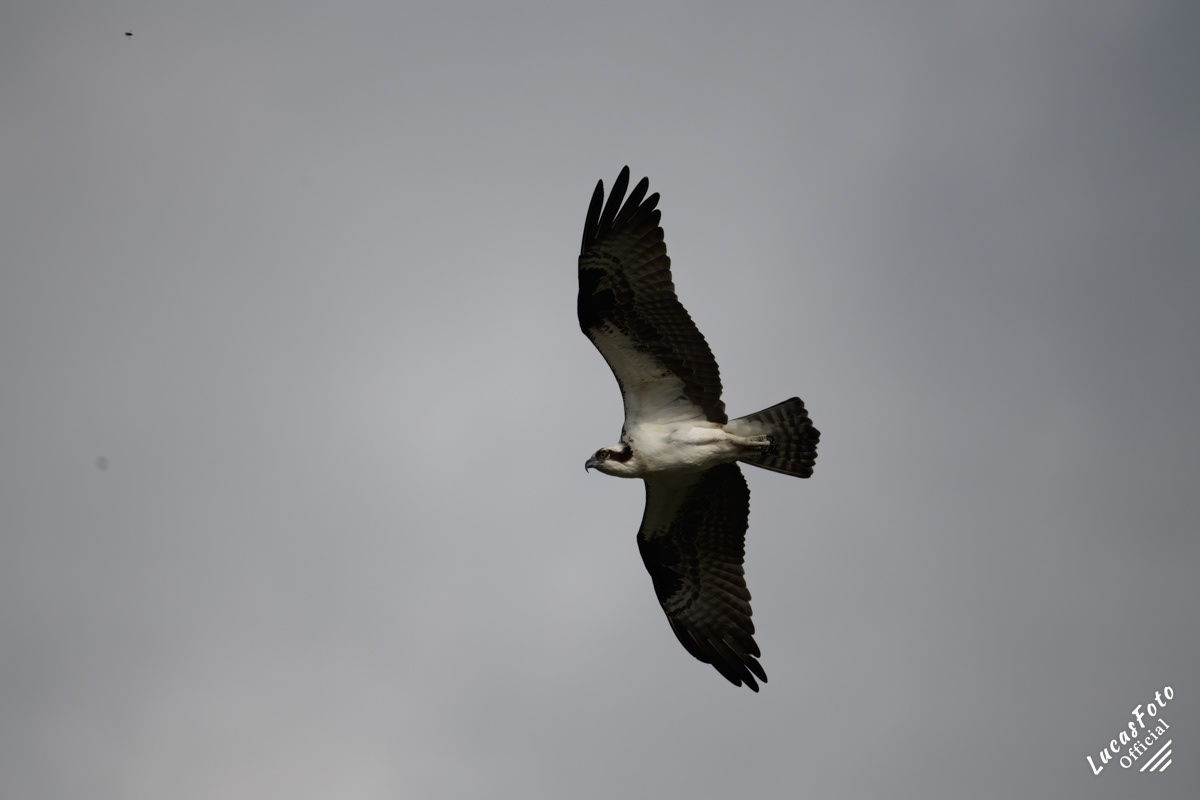 Osprey