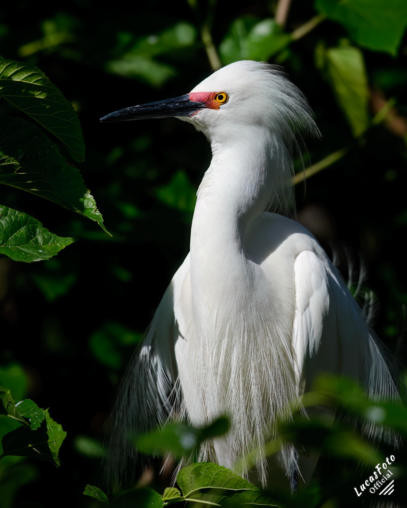 Snowy Egret