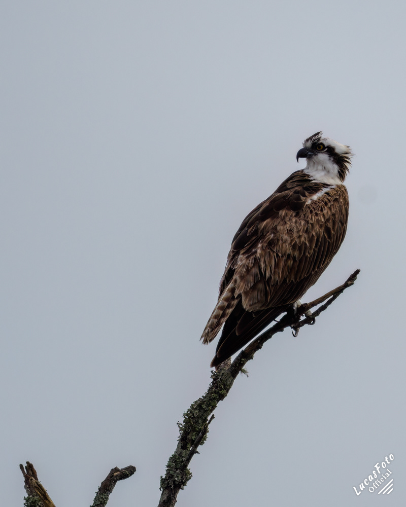 Osprey