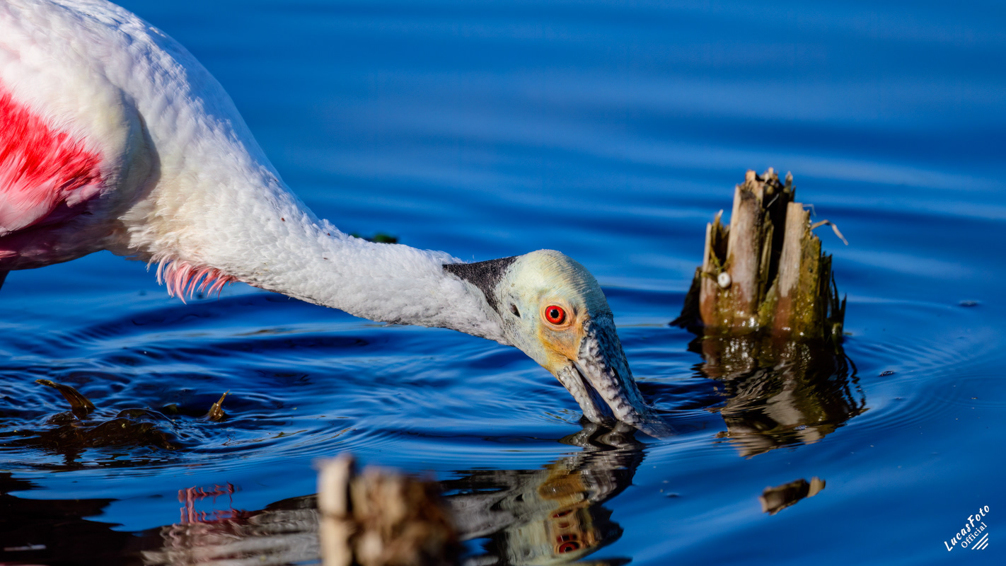 Roseate Spoonbill