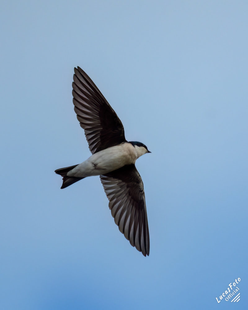 Tree Swallow