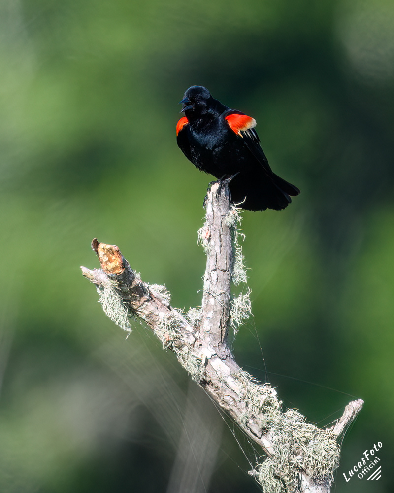 Red-winged Blackbird
