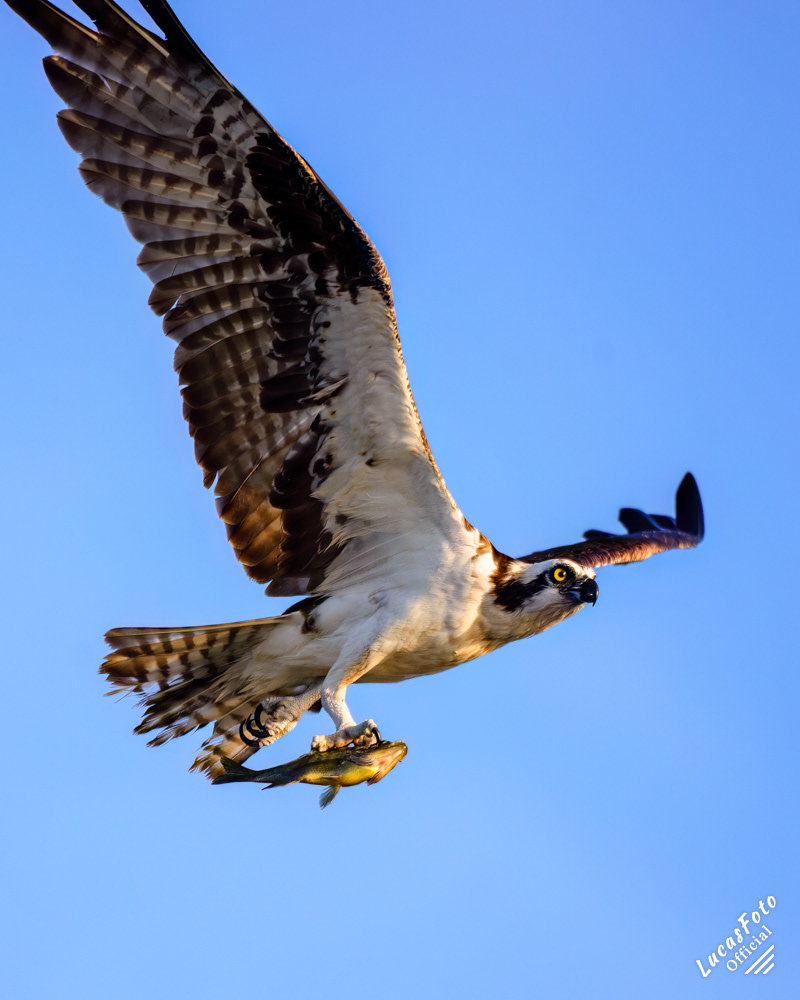 Osprey