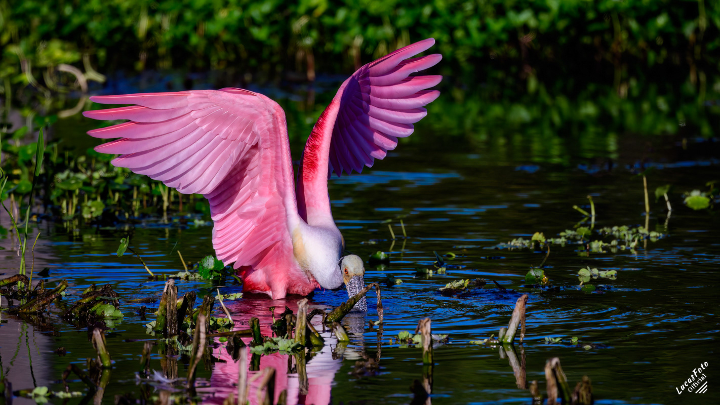 Roseate Spoonbill