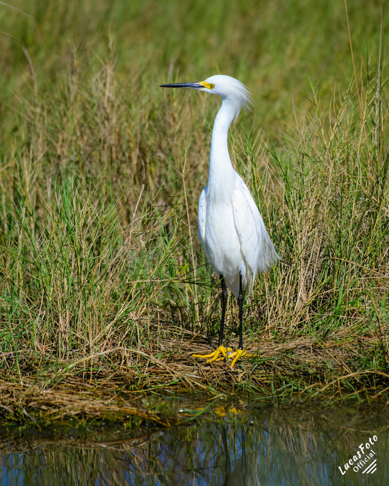 Snowy Egret