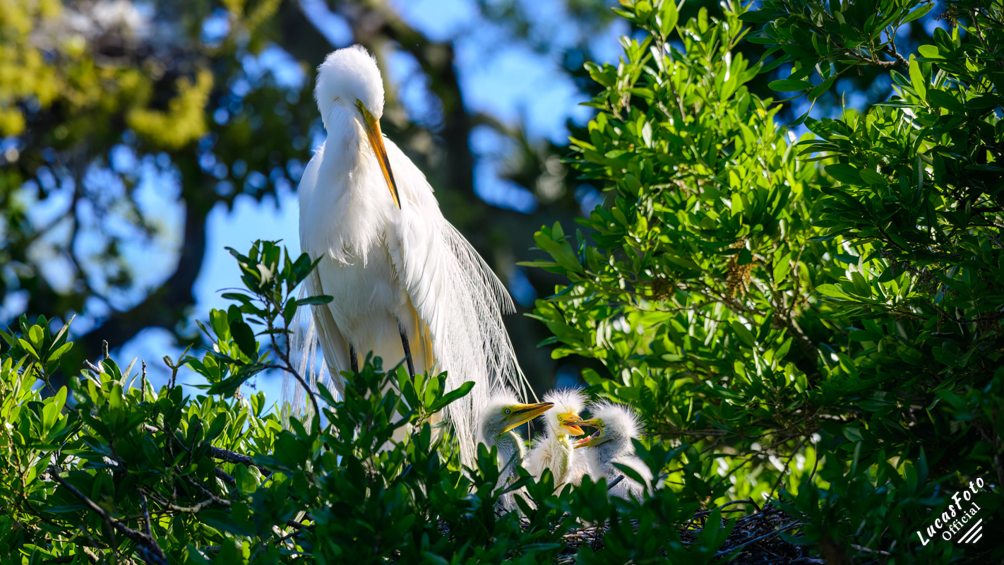 Great Egret