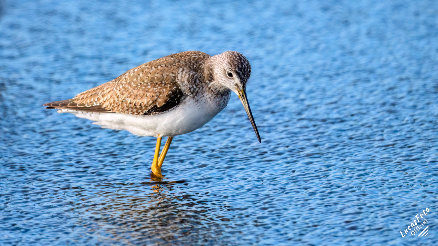 Lesser Yellowlegs