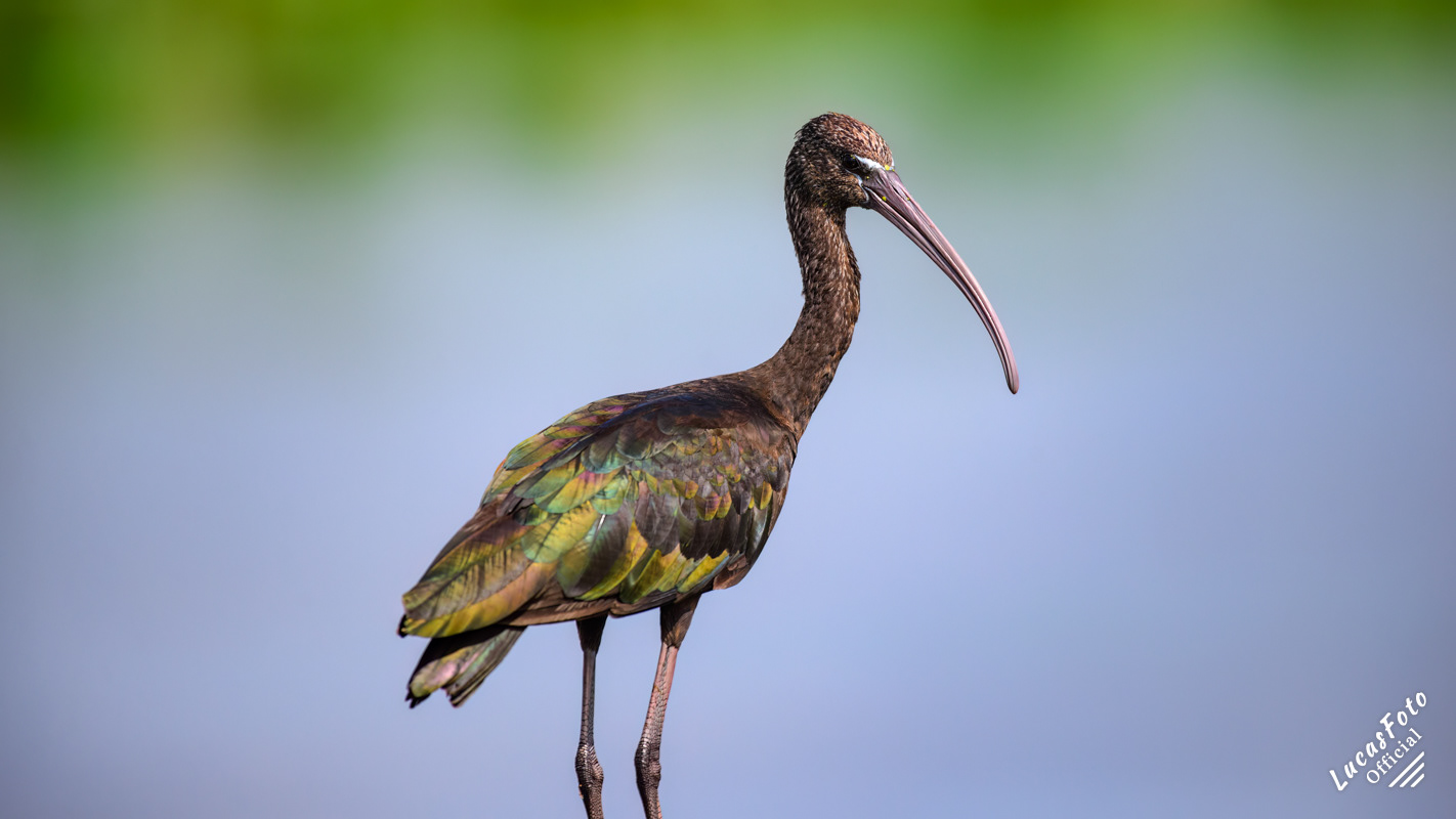 Glossy Ibis