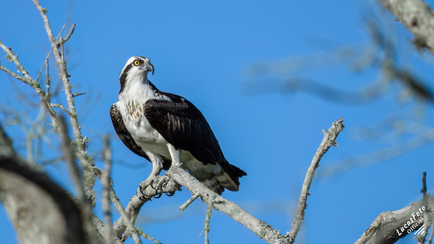 Osprey