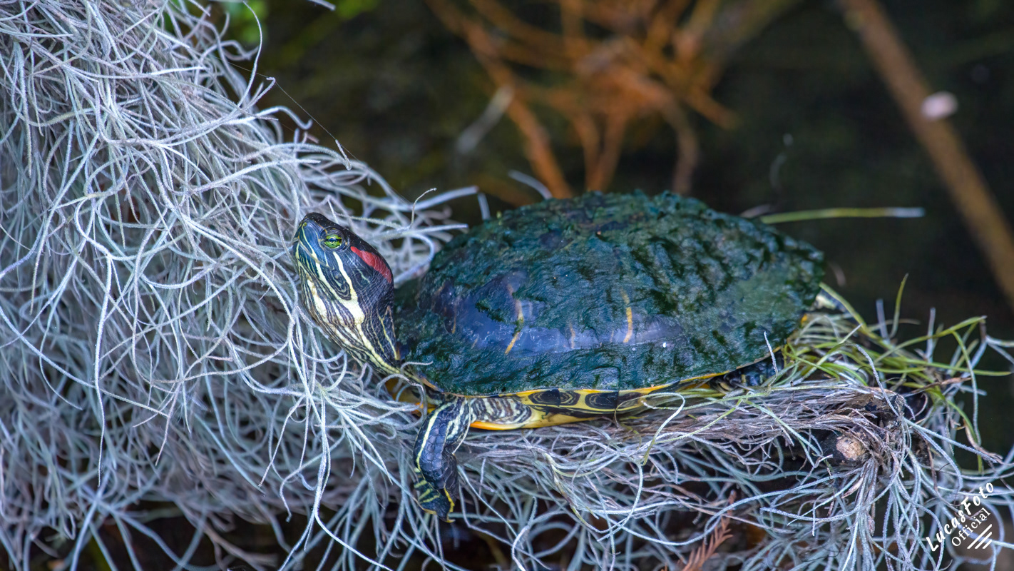 Red-bellied Cooter
