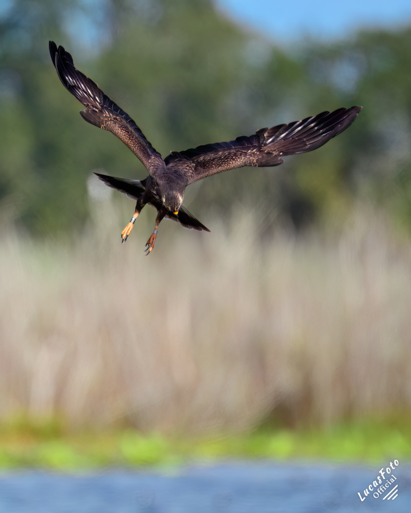 Snail Kite