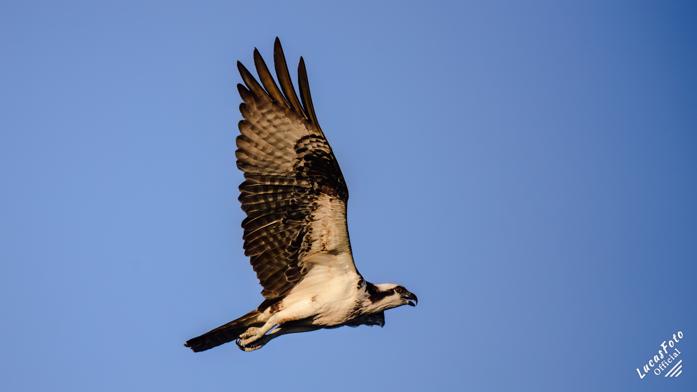 Osprey