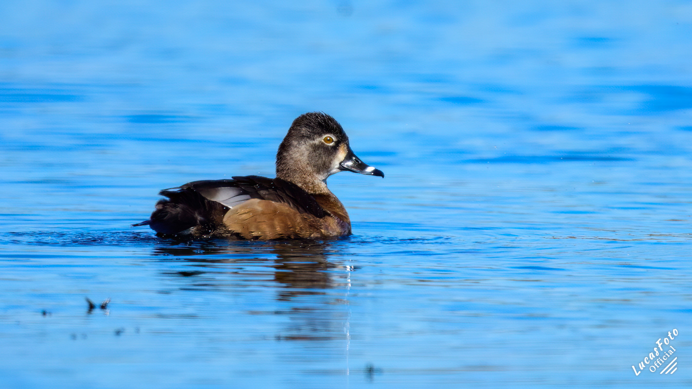 Ring-necked Duck
