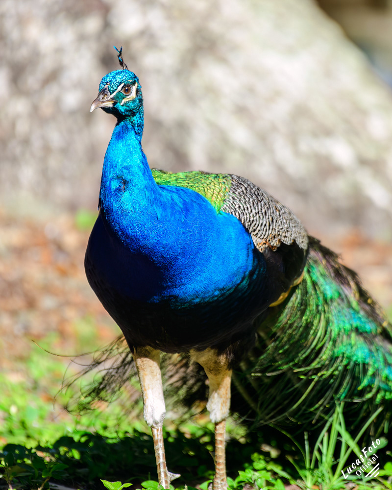 Indian Peafowl