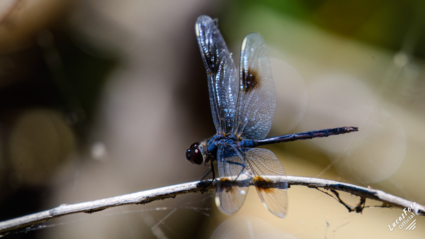 Male Eastern Pondhawk