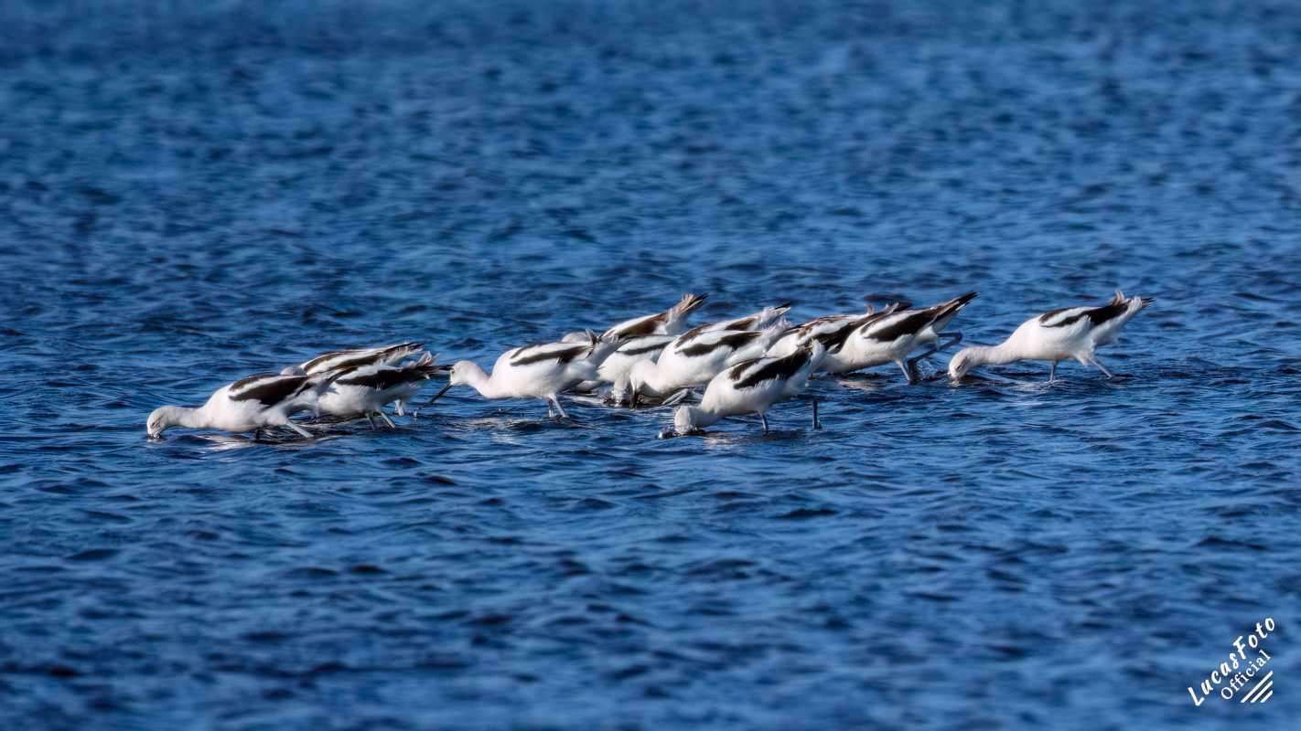 American Avocet