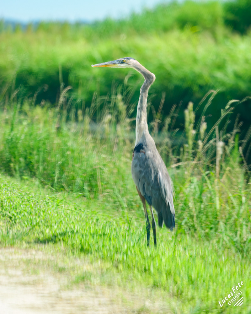 Great Blue Heron AKA Crooked Neck
