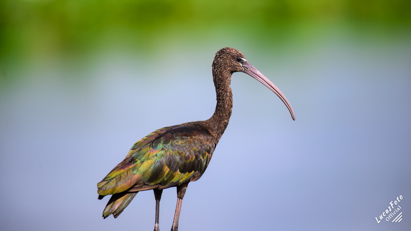 Glossy Ibis