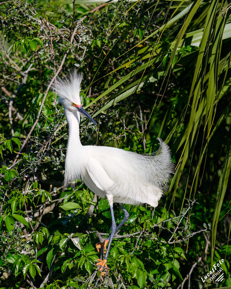 Snowy Egret