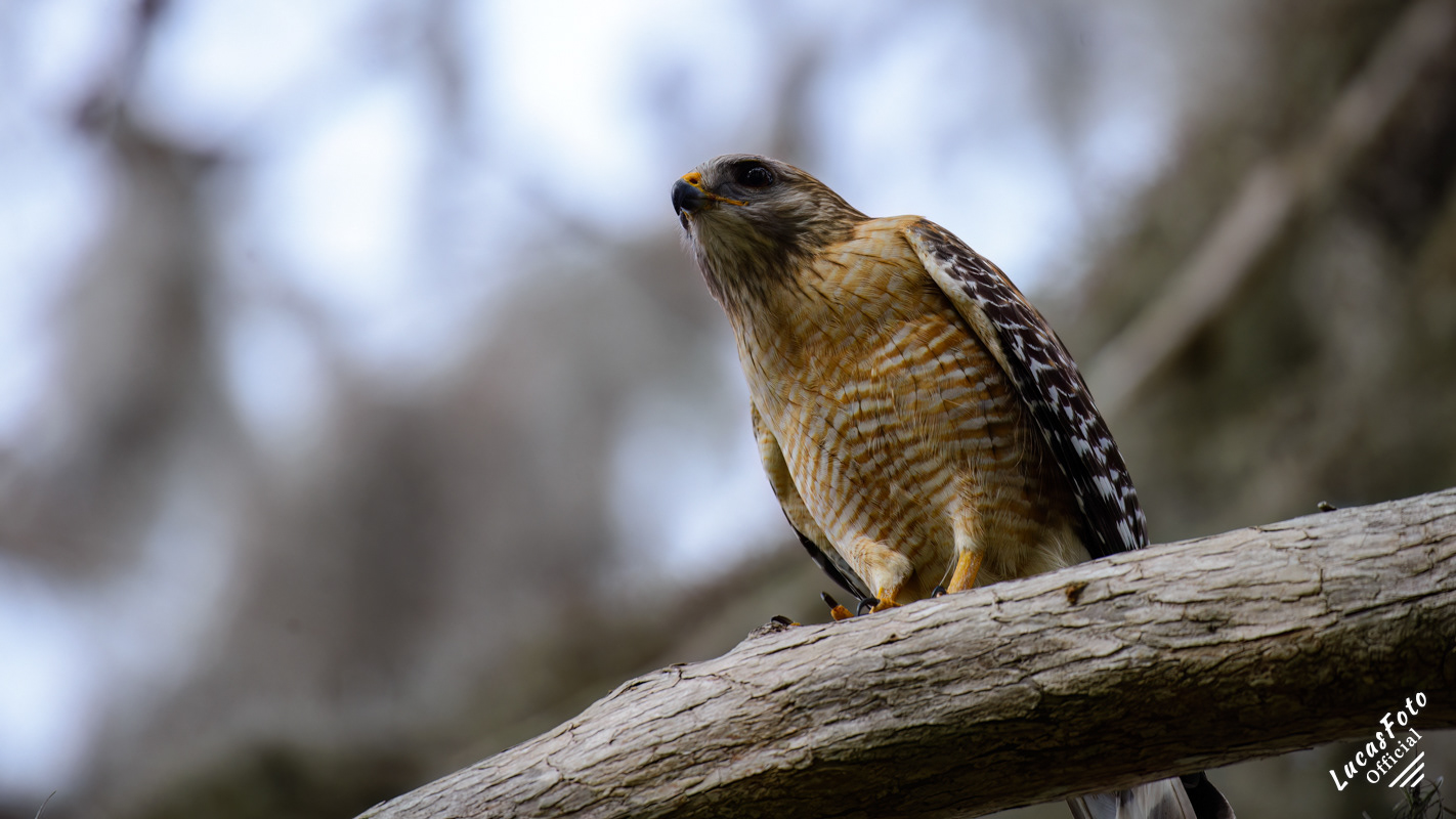 Red-shouldered Hawk