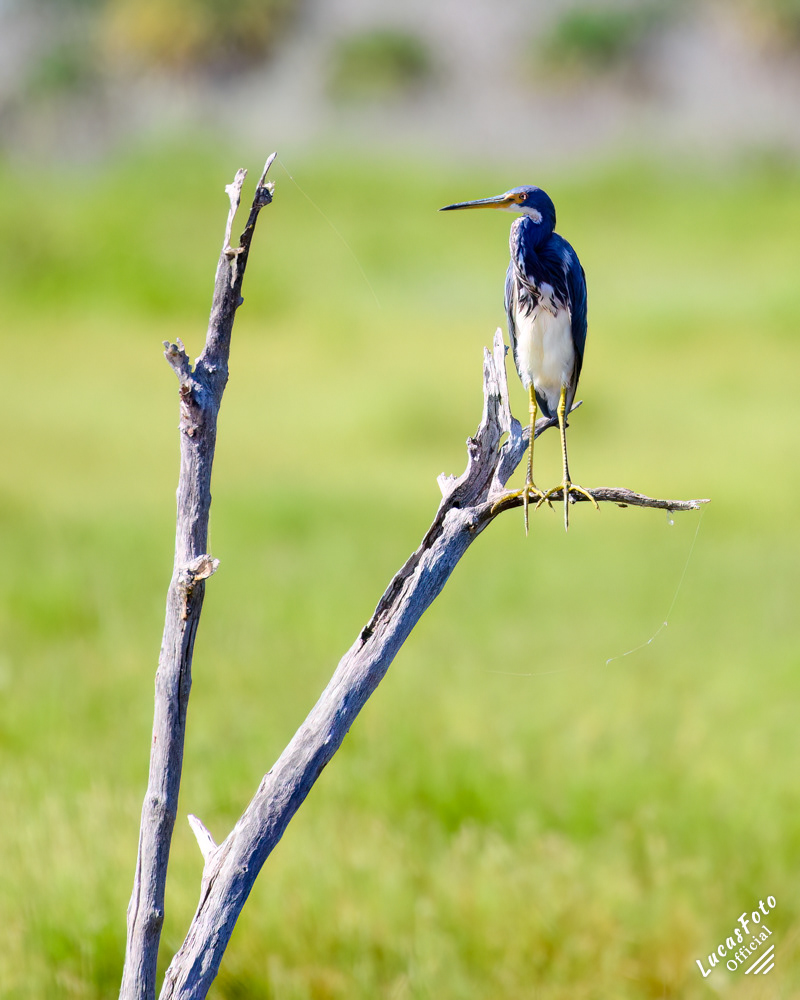 Tricolored Heron
