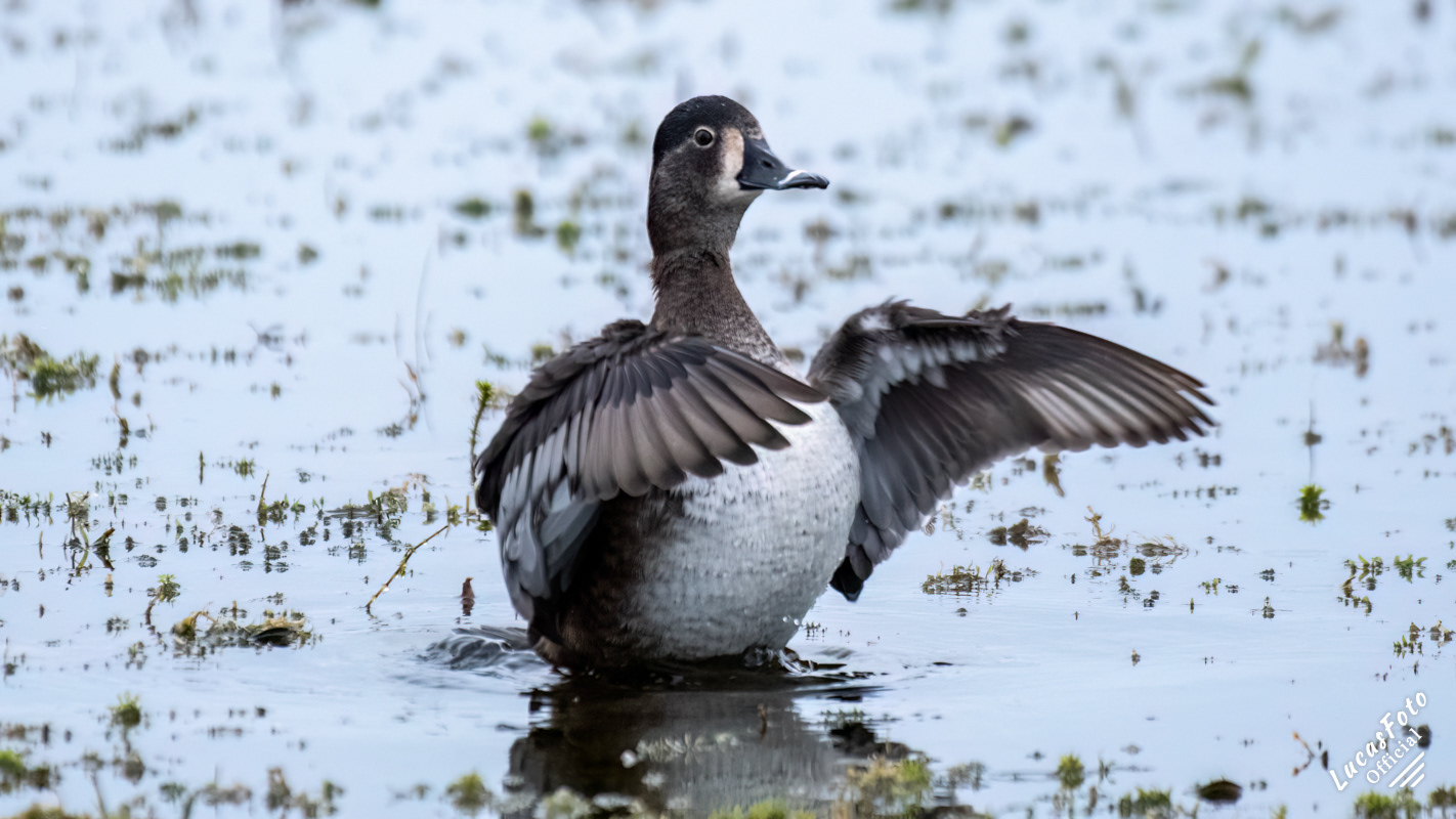 Ring-necked Duck