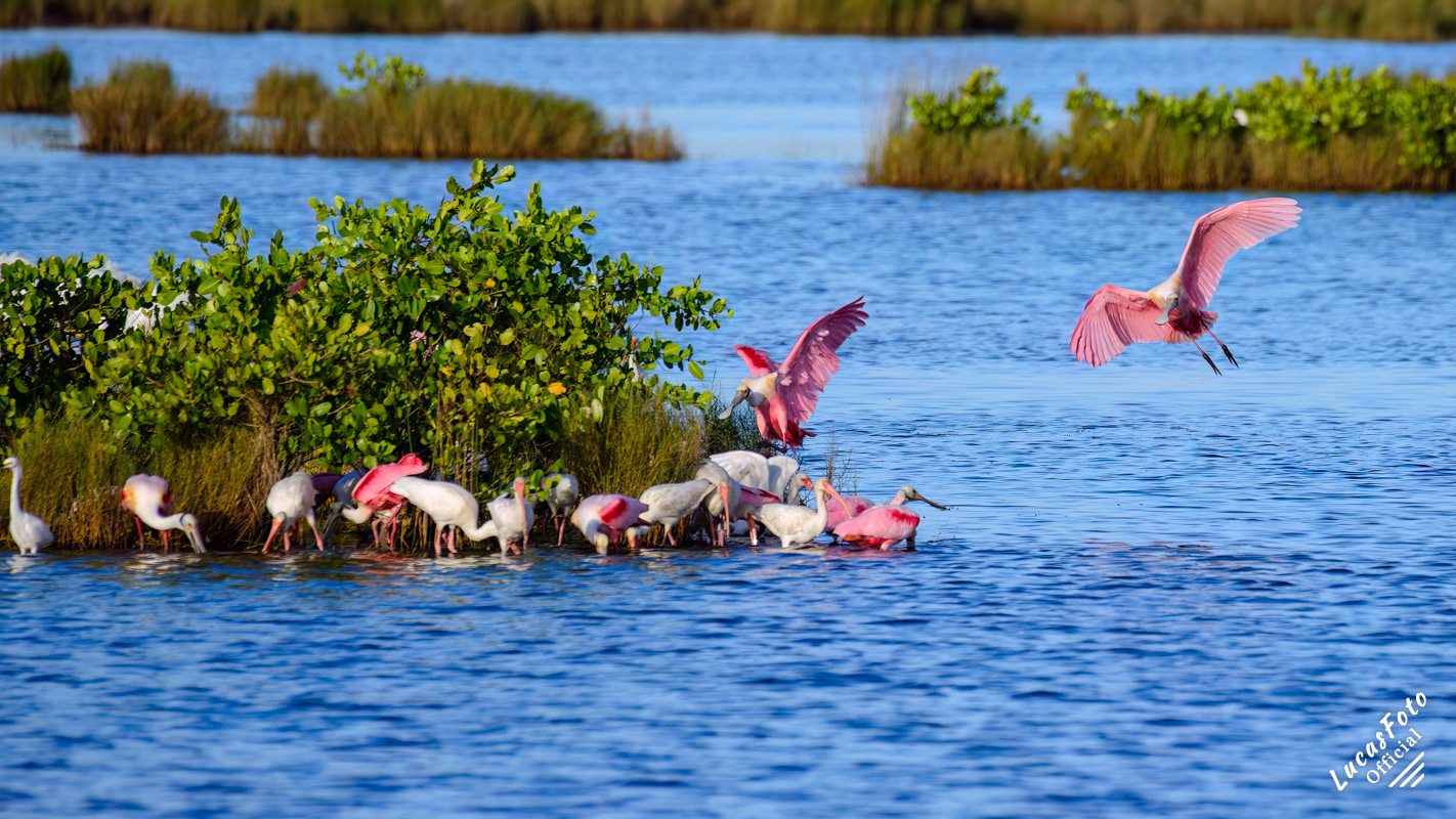 Roseate Spoonbill
