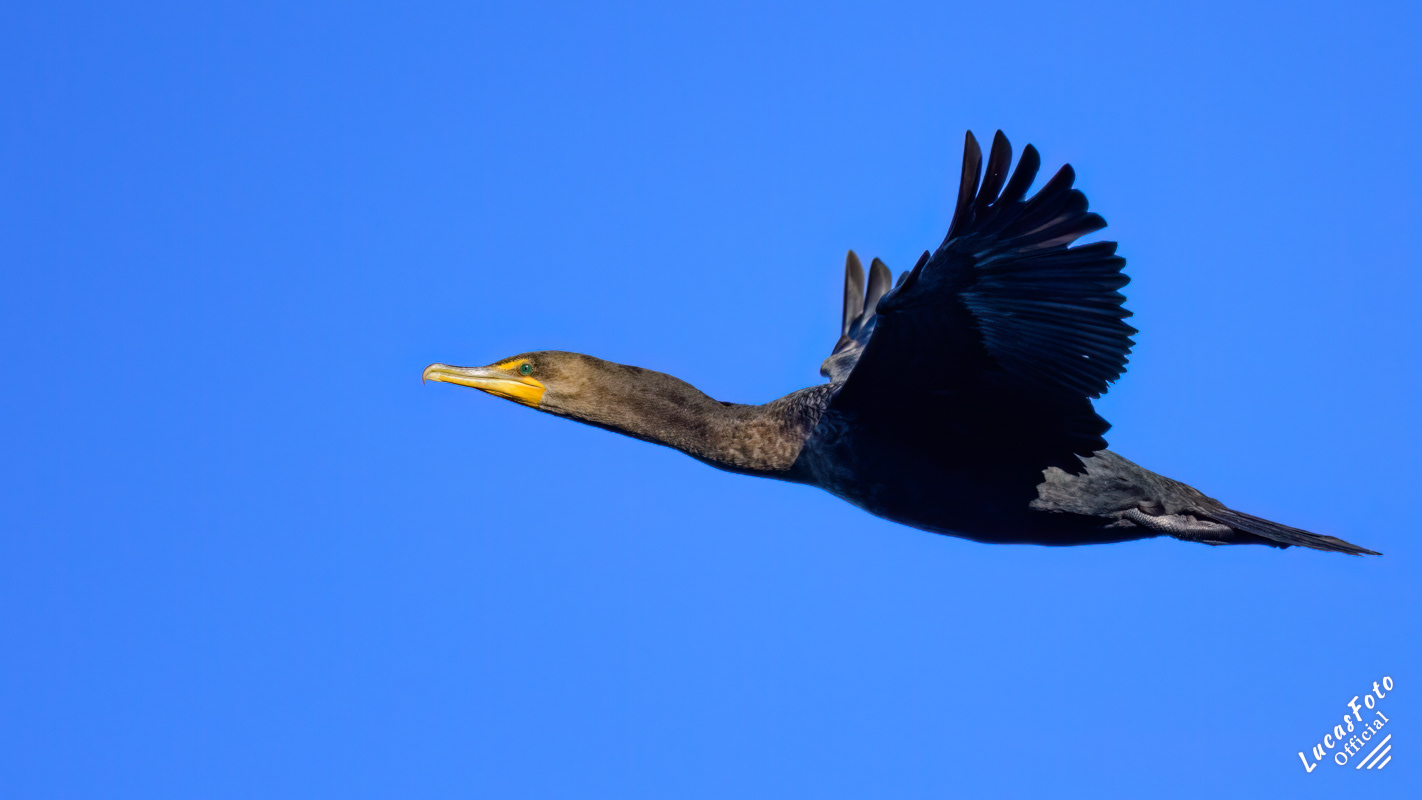 Double-crested Cormorant