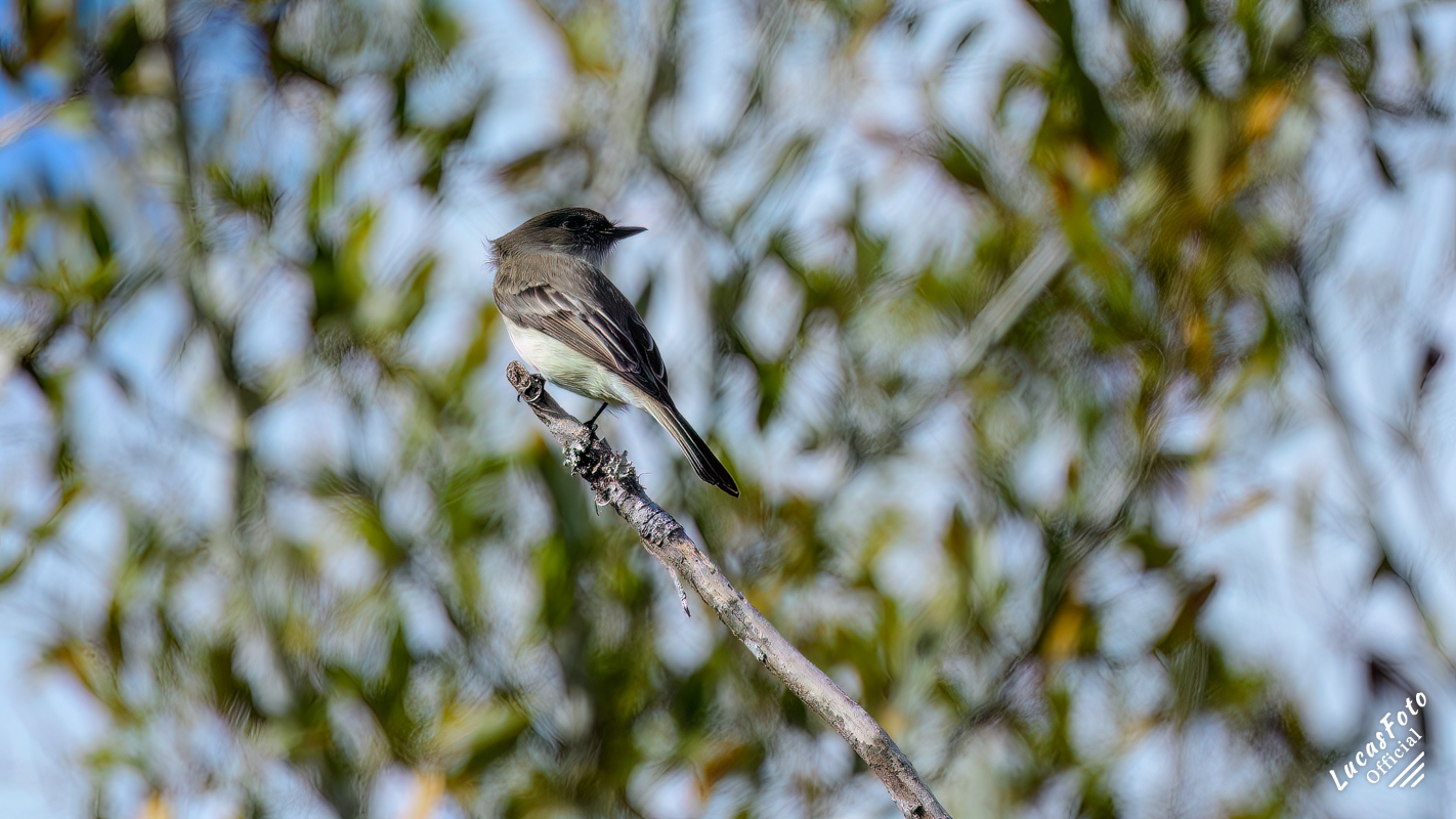 Eastern Phoebe
