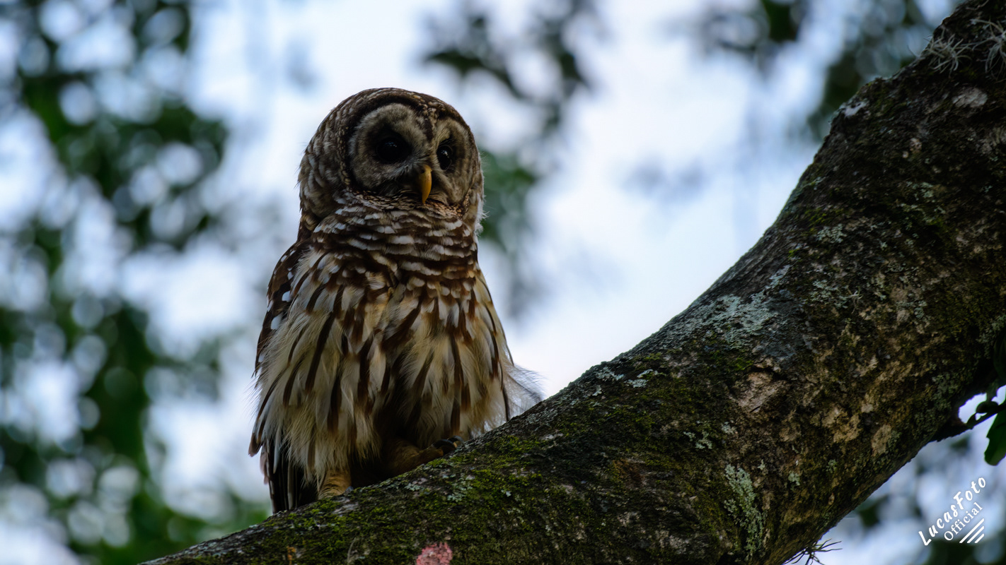 Barred Owl