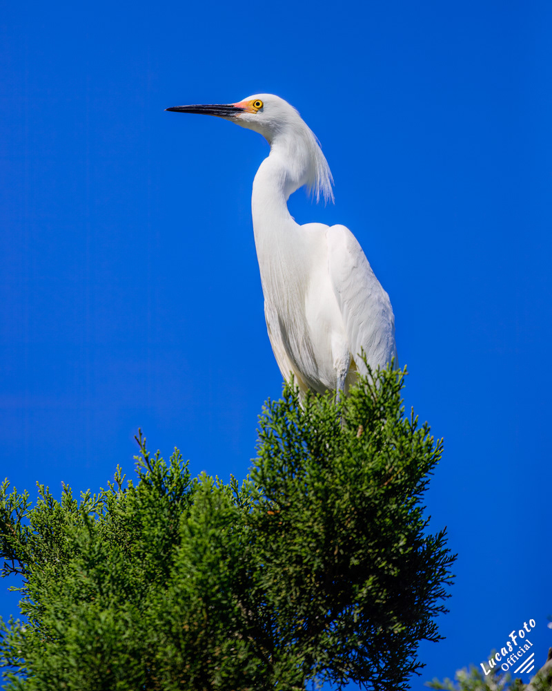 Snowy Egret