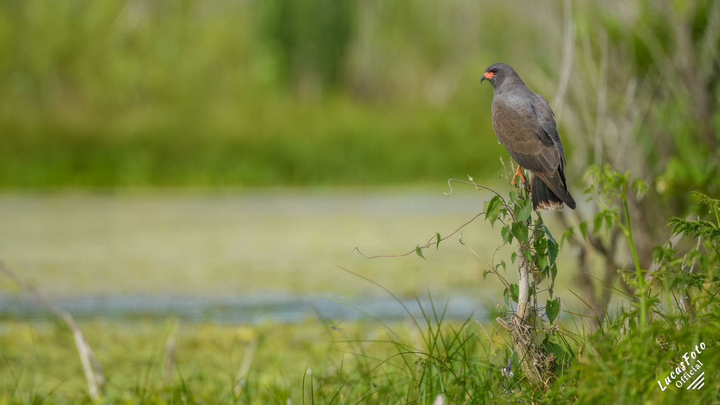 Snail Kite