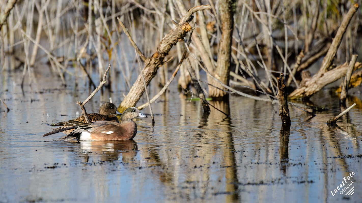 American Wigeon