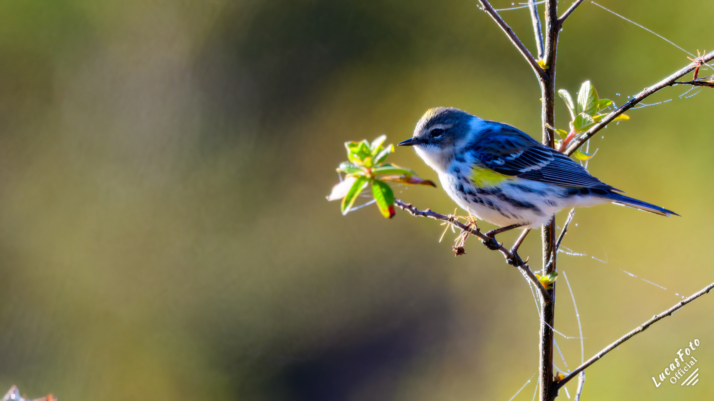 Yellow-rumped Warbler